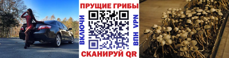Псилоцибиновые грибы Psilocybine cubensis  сколько стоит  Первомайск 